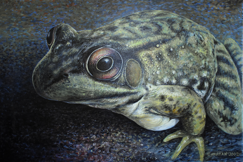 Big Frog Paintings | River Frog Painting | Frog Art | Large Frog Art